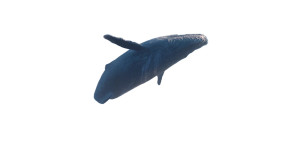 Whale On Clouds Vinyl Car Decal Sticker – Waterproof & UV-Resistant 8" Whale On Clouds Vinyl Car Decal Sticker – Waterproof & UV-Resistant 8"