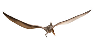 Flying Pterodactyl Vinyl Car Decal Sticker – Waterproof & UV-Resistant 8"