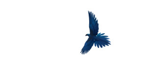 Blue Bird Silhouette Vinyl Car Decal Sticker – Waterproof & UV-Resistant 8" Blue Bird Silhouette Vinyl Car Decal Sticker – Waterproof & UV-Resistant 8"