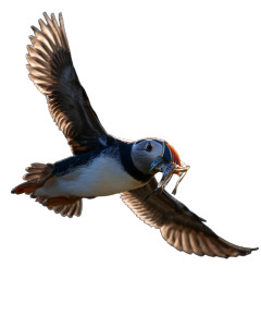 Graceful Puffin Flight Vinyl Car Decal Sticker – Waterproof & UV-Resistant 8"