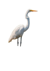 Egret In Water Vinyl Car Decal Sticker – Waterproof & UV-Resistant 8" Egret In Water Vinyl Car Decal Sticker – Waterproof & UV-Resistant 8"