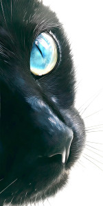 Beautiful Black Cat Vinyl Car Decal Sticker – Waterproof & UV-Resistant 8"
