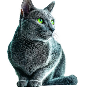 Russian Blue Cat V3 Vinyl Car Decal Sticker – Waterproof & UV-Resistant 8"