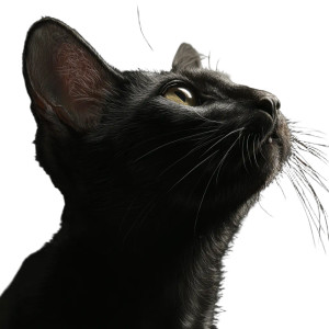 Cat V17 Vinyl Car Decal Sticker – Waterproof & UV-Resistant 8"