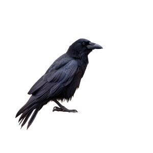 Black Crow Perched Vinyl Car Decal Sticker – Waterproof & UV-Resistant 8"