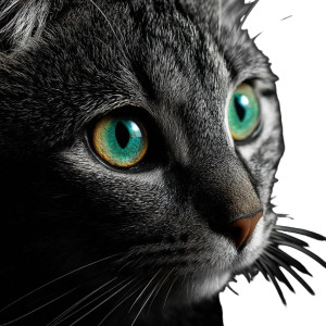 Cat V19 Vinyl Car Decal Sticker – Waterproof & UV-Resistant 8" Cat V19 Vinyl Car Decal Sticker – Waterproof & UV-Resistant 8"