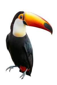 Standing Toucan Vinyl Car Decal Sticker – Waterproof & UV-Resistant 8"