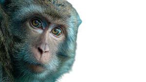 Monkey Portrait Vinyl Car Decal Sticker – Waterproof & UV-Resistant 8"