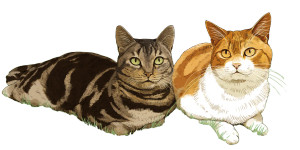 Hand-Drawn Cats Vinyl Car Decal Sticker – Waterproof & UV-Resistant 8"