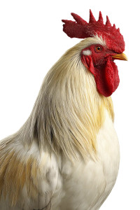White Rooster Macro Vinyl Car Decal Sticker – Waterproof & UV-Resistant 8"