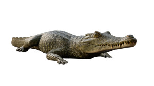 Dwarf Crocodile Resting Vinyl Car Decal Sticker – Waterproof & UV-Resistant 8"