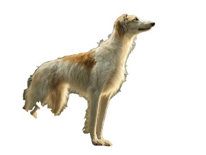 White Female Saluki Vinyl Car Decal Sticker – Waterproof & UV-Resistant 8"