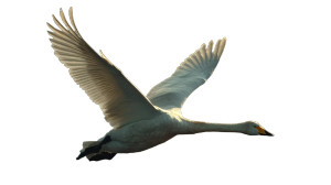 Majestic Swan Flight Vinyl Car Decal Sticker – Waterproof & UV-Resistant 8"