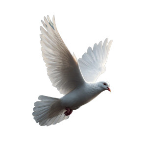 White Dove Descending Vinyl Car Decal Sticker – Waterproof & UV-Resistant 8" White Dove Descending Vinyl Car Decal Sticker – Waterproof & UV-Resistant 8"