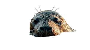 Serene Seal Close-Up Vinyl Car Decal Sticker – Waterproof & UV-Resistant 8" Serene Seal Close-Up Vinyl Car Decal Sticker – Waterproof & UV-Resistant 8"