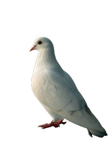 White Dove Serenity V2 Vinyl Car Decal Sticker – Waterproof & UV-Resistant 8"