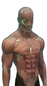 Muscular Energy Giant Vinyl Car Decal Sticker – Waterproof & UV-Resistant 8"