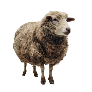 Dirty Sheep Vinyl Car Decal Sticker – Waterproof & UV-Resistant 8"