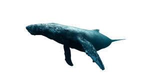 Ocean Whale Swimming Vinyl Car Decal Sticker – Waterproof & UV-Resistant 8"