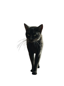 Majestic Walking Cat Vinyl Car Decal Sticker – Waterproof & UV-Resistant 8"