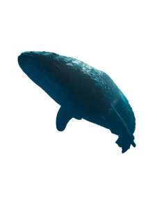 Harmonious Underwater Moment Vinyl Car Decal Sticker – Waterproof & UV-Resistant 8" Harmonious Underwater Moment Vinyl Car Decal Sticker – Waterproof & UV-Resistant 8"