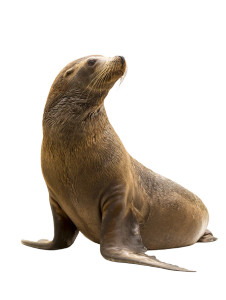 Sea Lion Vinyl Car Decal Sticker – Waterproof & UV-Resistant 8"