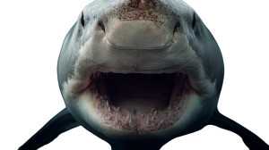 Shark Close-Up Vinyl Car Decal Sticker – Waterproof & UV-Resistant 8"