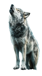 Majestic Wolf Howling Vinyl Car Decal Sticker – Waterproof & UV-Resistant 8" Majestic Wolf Howling Vinyl Car Decal Sticker – Waterproof & UV-Resistant 8"