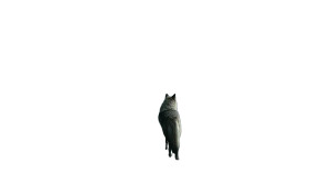 Majestic Storm Wolf V2 Vinyl Car Decal Sticker – Waterproof & UV-Resistant 8"