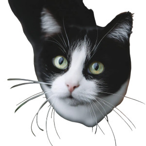 White Black Cat Vinyl Car Decal Sticker – Waterproof & UV-Resistant 8"