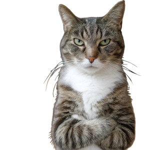 Grumpy Upright Cat Vinyl Car Decal Sticker – Waterproof & UV-Resistant 8" Grumpy Upright Cat Vinyl Car Decal Sticker – Waterproof & UV-Resistant 8"