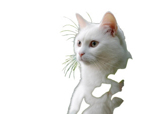 White Cat Vinyl Car Decal Sticker – Waterproof & UV-Resistant 8" White Cat Vinyl Car Decal Sticker – Waterproof & UV-Resistant 8"