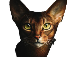 Mystical Abyssinian Vinyl Car Decal Sticker – Waterproof & UV-Resistant 8"