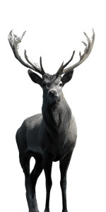Majestic Stag Vinyl Car Decal Sticker – Waterproof & UV-Resistant 8" Majestic Stag Vinyl Car Decal Sticker – Waterproof & UV-Resistant 8"