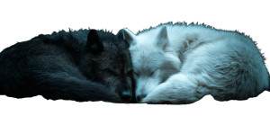 Heart-Shaped Wolves Vinyl Car Decal Sticker – Waterproof & UV-Resistant 8"