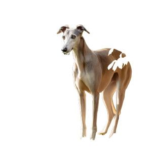 Greyhound In Garden Vinyl Car Decal Sticker – Waterproof & UV-Resistant 8"