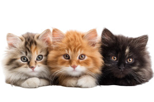 Fluffy Kittens Vinyl Car Decal Sticker – Waterproof & UV-Resistant 8" Fluffy Kittens Vinyl Car Decal Sticker – Waterproof & UV-Resistant 8"