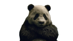 Contemplative Giant Panda Vinyl Car Decal Sticker – Waterproof & UV-Resistant 8"