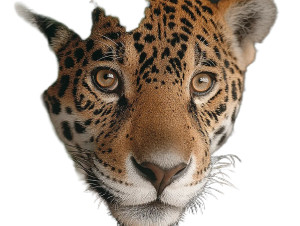 Jaguar Photo Vinyl Car Decal Sticker – Waterproof & UV-Resistant 8"