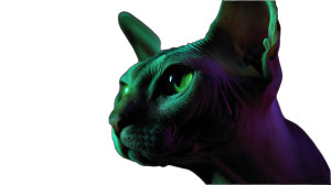 Lynchian Sphynx Cat Vinyl Car Decal Sticker – Waterproof & UV-Resistant 8"