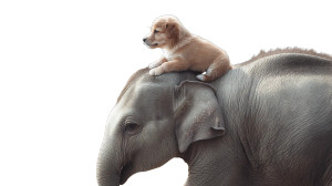 Baby Elephant With Puppy Vinyl Car Decal Sticker – Waterproof & UV-Resistant 8"