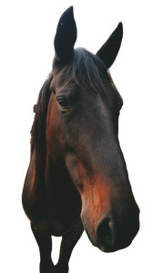 Horse V2 Vinyl Car Decal Sticker – Waterproof & UV-Resistant 8" Horse V2 Vinyl Car Decal Sticker – Waterproof & UV-Resistant 8"