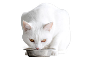 Pet Eating Meal Vinyl Car Decal Sticker – Waterproof & UV-Resistant 8"