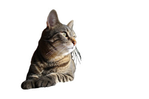 Family Home Cat V2 Vinyl Car Decal Sticker – Waterproof & UV-Resistant 8" Family Home Cat V2 Vinyl Car Decal Sticker – Waterproof & UV-Resistant 8"