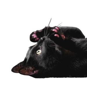 Black Cat Relaxing Vinyl Car Decal Sticker – Waterproof & UV-Resistant 8"