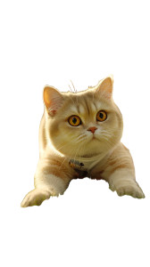 Golden Chinchilla Cat V2 Vinyl Car Decal Sticker – Waterproof & UV-Resistant 8"