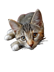 Playful Kitten Vinyl Car Decal Sticker – Waterproof & UV-Resistant 8" Playful Kitten Vinyl Car Decal Sticker – Waterproof & UV-Resistant 8"