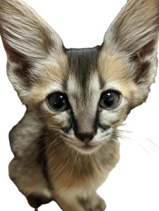 Ornery Kitten Vinyl Car Decal Sticker – Waterproof & UV-Resistant 8"