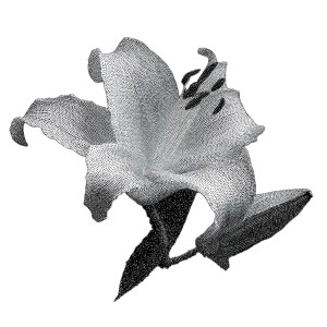 Starry Lily Flower Vinyl Car Decal Sticker – Waterproof & UV-Resistant 8" Starry Lily Flower Vinyl Car Decal Sticker – Waterproof & UV-Resistant 8"