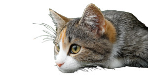 A Cat V18 Vinyl Car Decal Sticker – Waterproof & UV-Resistant 8" A Cat V18 Vinyl Car Decal Sticker – Waterproof & UV-Resistant 8"